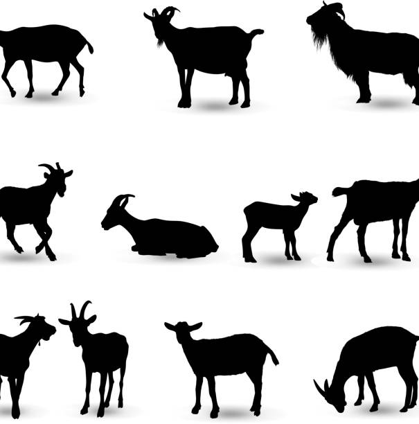 ilustraciones, imágenes clip art, dibujos animados e iconos de stock de silueta de cabra - cabra