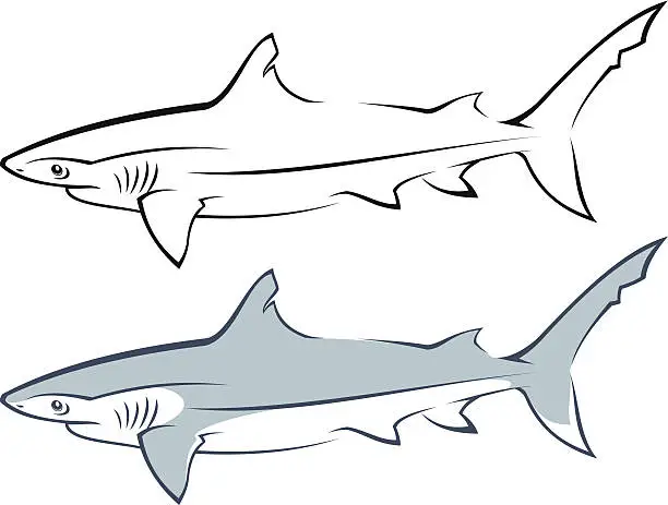 Vector illustration of Shark