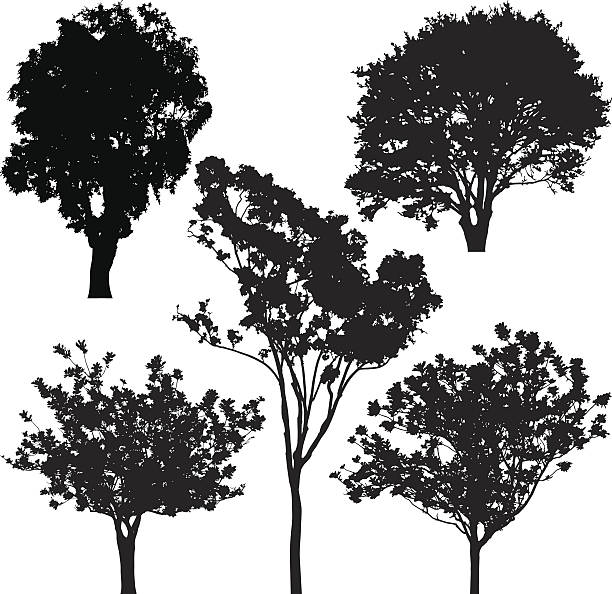 дерево силуэт, векторная - maple tree tree silhouette vector stock illustrations