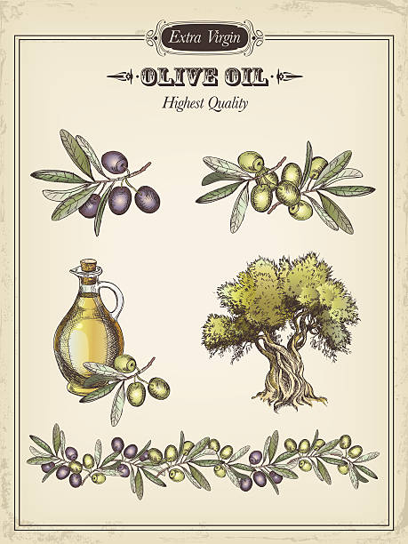 ilustraciones, imágenes clip art, dibujos animados e iconos de stock de oliva - aceite de oliva