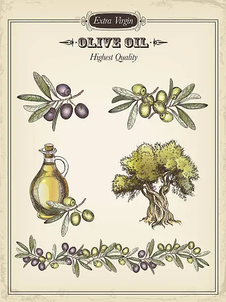 Vector illustration of olive