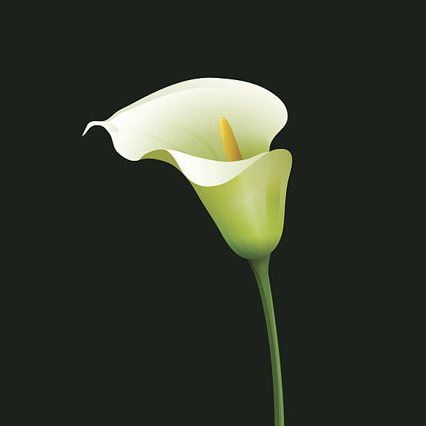 illustrazioni stock, clip art, cartoni animati e icone di tendenza di calla - lily calla lily flower single flower