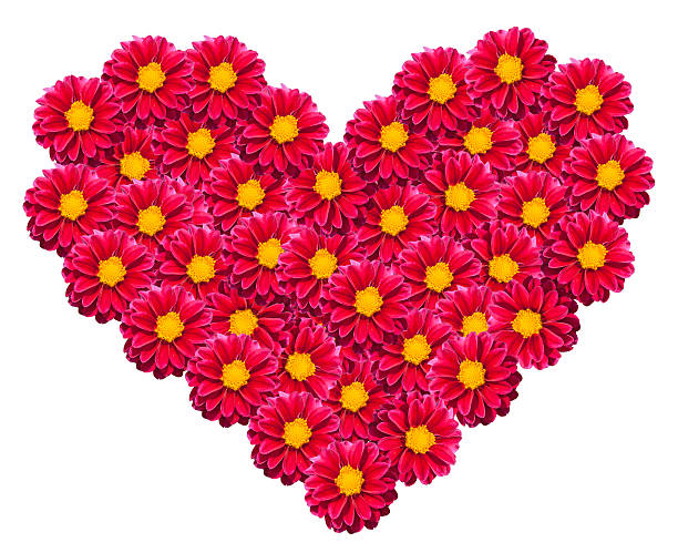 istock Heart of dahlia 457740223