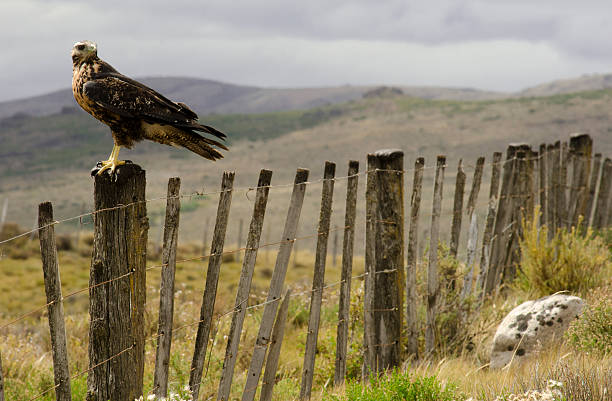 Chimango the Garronera Ave Patagonian garronera bird also called Chimango Milvago young black chested buzzard eagle geranoaetus melanoleucus stock pictures, royalty-free photos & images