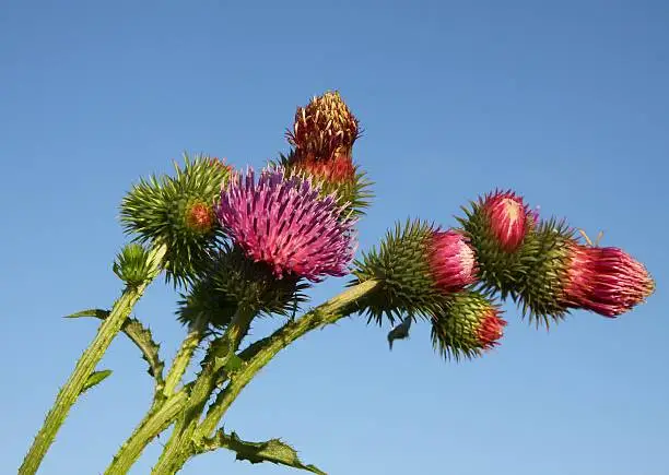 Photo of welted thistle with lila flowers close up