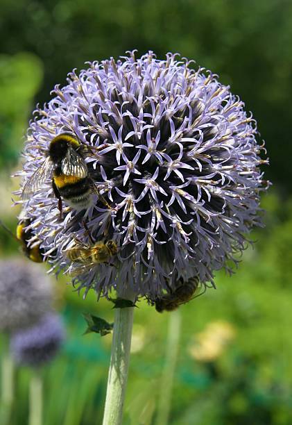 istock lila flowers of globe thistle and bumble-bee 457740429