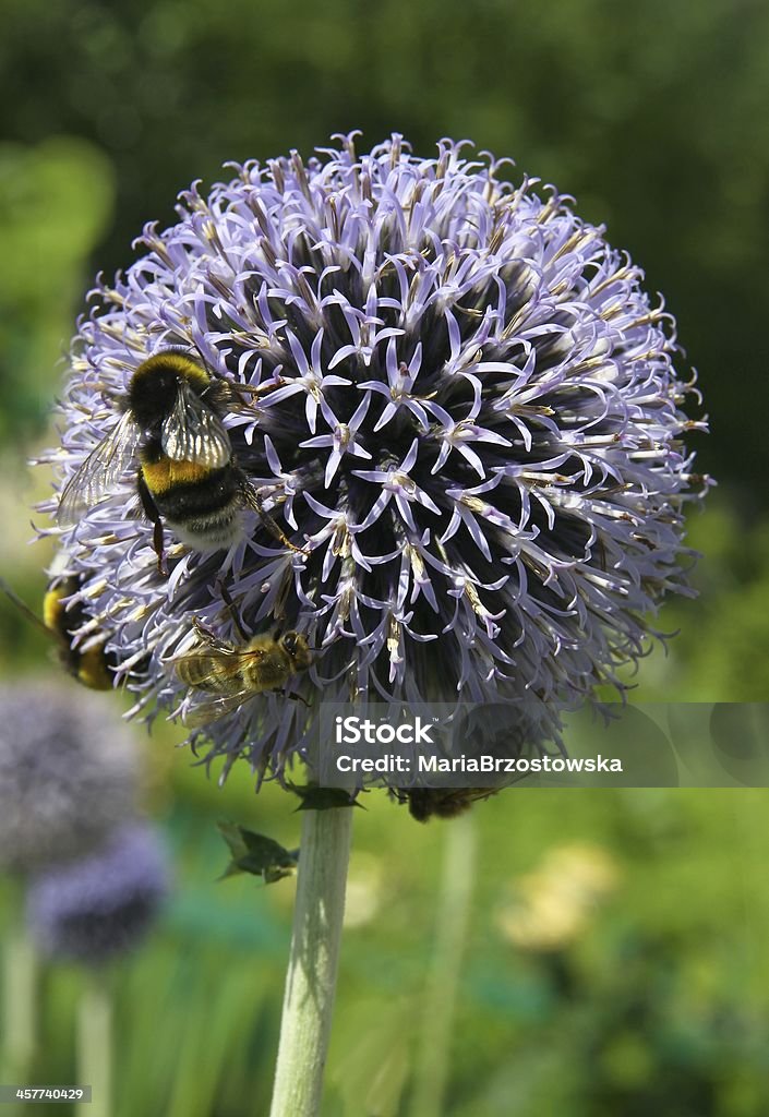 lila flowers of globe thistle and bumble-bee Bumblebee Stock Photo