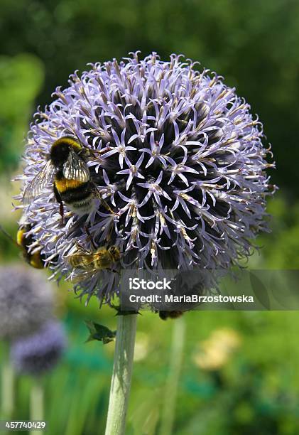 Lila Flowers Of Globe Thistle And Bumblebee Stock Photo - Download Image Now - Bumblebee, Close-up, Color Image