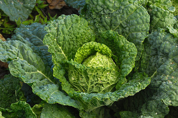 istock Close-up of Savoy Cabbage in Field 457742293