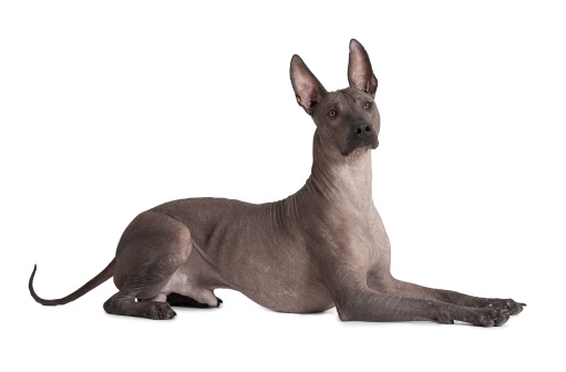 One and half years old Mexican xoloitzcuintle male dog over white .