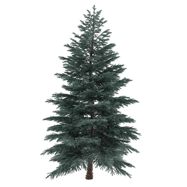 istock Tree isolated. Pinus sylvestris 457746723