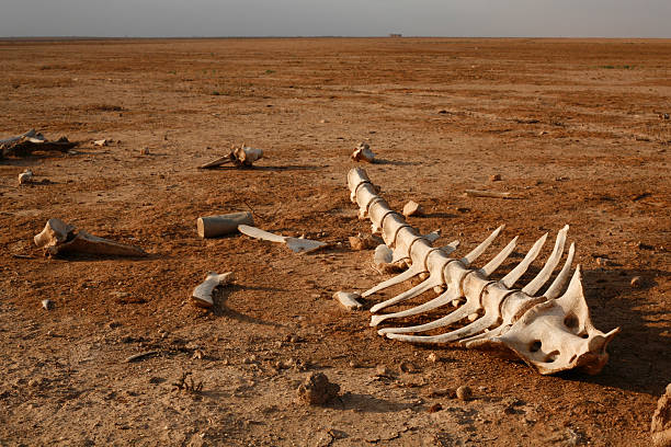 esqueleto en el desierto - animal skull drought animal bone dry fotografías e imágenes de stock