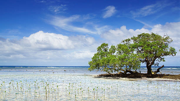 istock Mangrove tree.  Siquijor island, Philippines 457749147