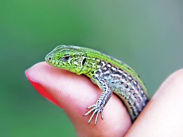 istock Little green lizard on a woman finger. 457750647