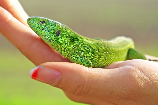 istock Green lizard on a women palm. 457752437