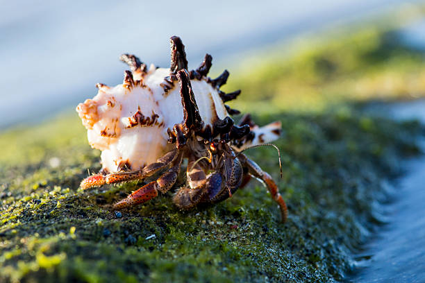 paguro terrestre - land hermit crab foto e immagini stock