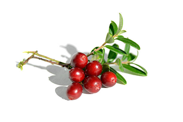 Lingonberry branch stock photo