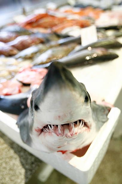 istock Small Shark At The Fish Market 457757223