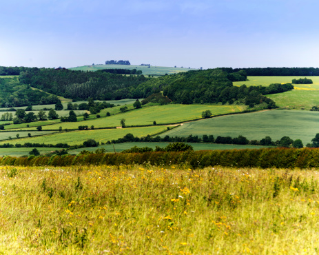 a field of wild flowers on a summers day in the oxfordshire cotswolds - england, uk.