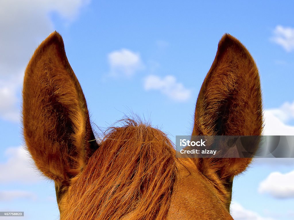 Koń's uszy przed niebo - Zbiór zdjęć royalty-free (Chmura)