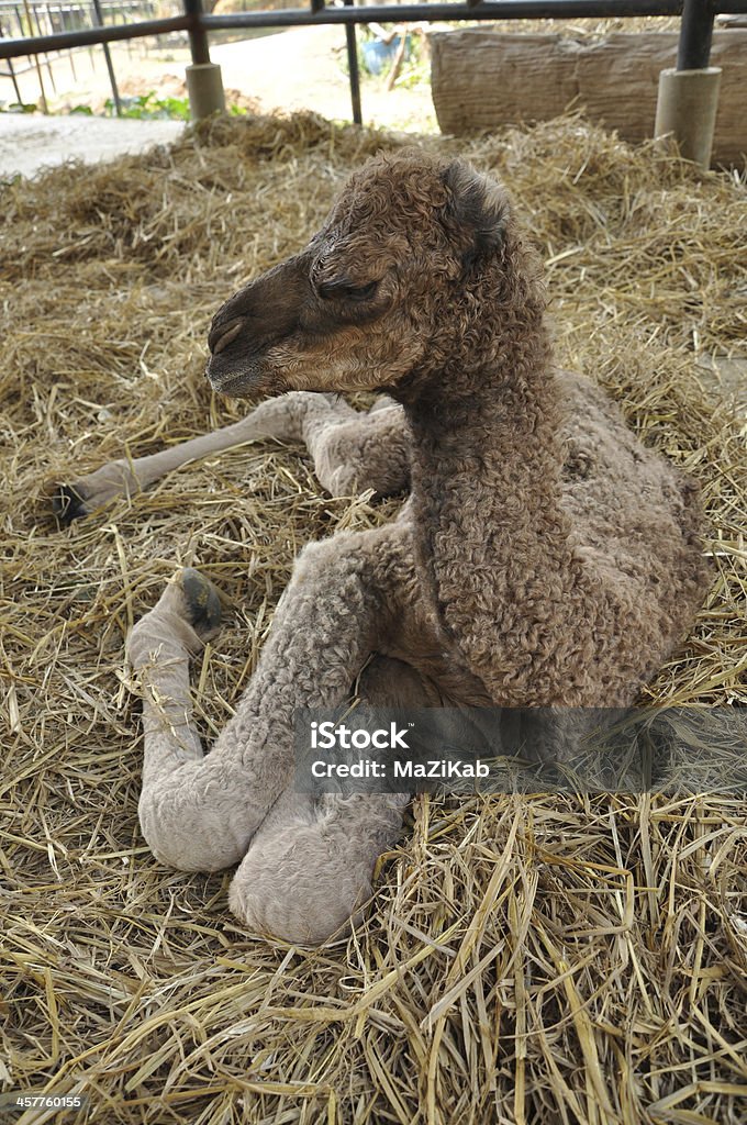 Bebê camelo árabe - Foto de stock de Animal royalty-free