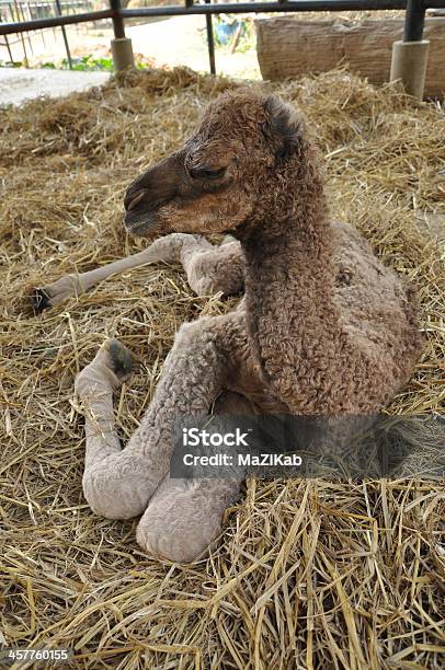 Foto de Bebê Camelo Árabe e mais fotos de stock de Animal - Animal, Areia, Azul