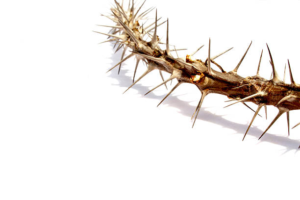 istock Close Up Of Branch Covered In Spiky Thorns 457764403