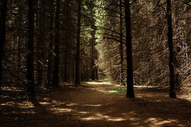 Shadowed Pines stock photo
