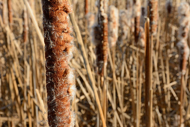 Cattail in Autumn stock photo