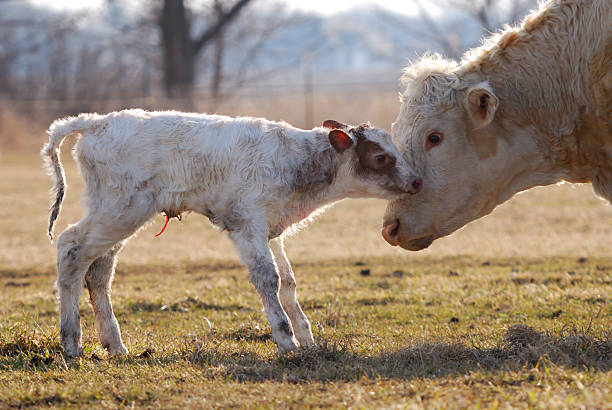 Newborn calf near mother stock photo