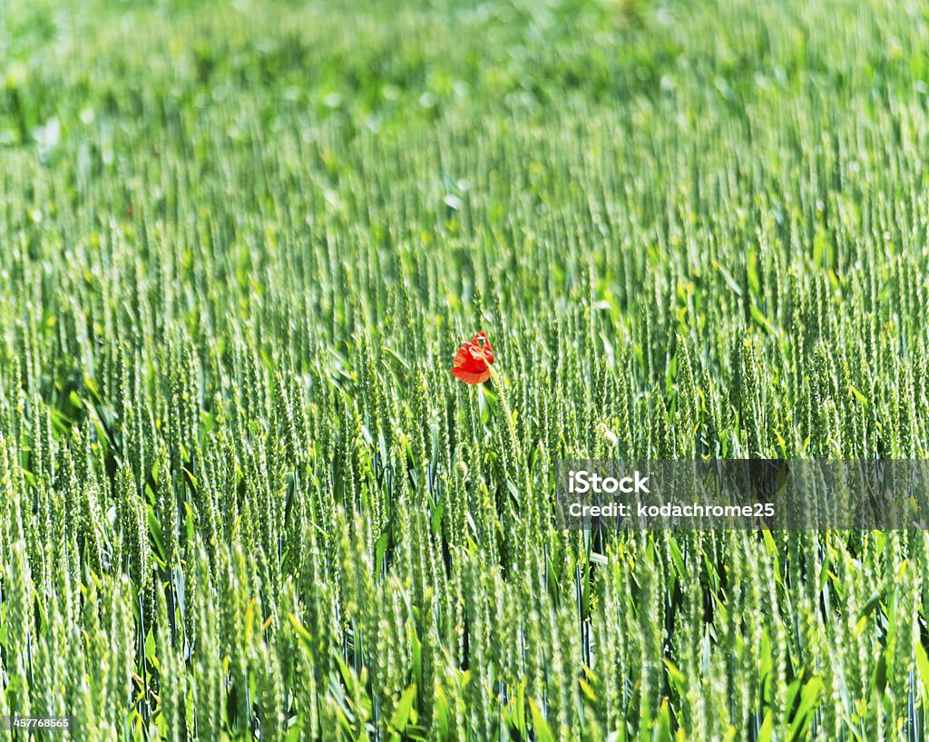 cotswolds - Foto stock royalty-free di Agricoltura