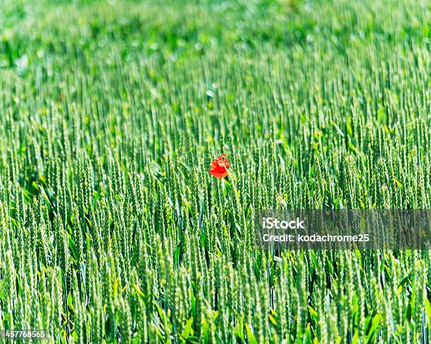 Cotswolds - Fotografie stock e altre immagini di Agricoltura - Agricoltura, Ambientazione esterna, Ambiente