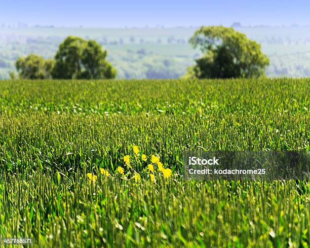 Cotswolds Foto de stock y más banco de imágenes de Agricultura - Agricultura, Aire libre, Campo - Tierra cultivada