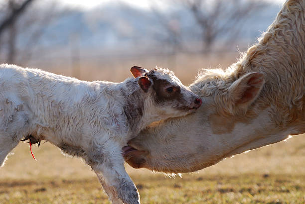 Mother cleaning newborn calf stock photo