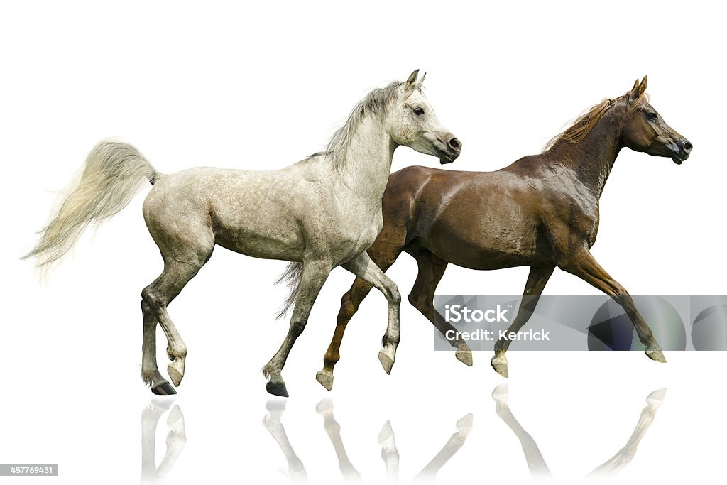 Arabian horse Hengst und mare-isoliert auf weiss - Lizenzfrei Araberpferd Stock-Foto