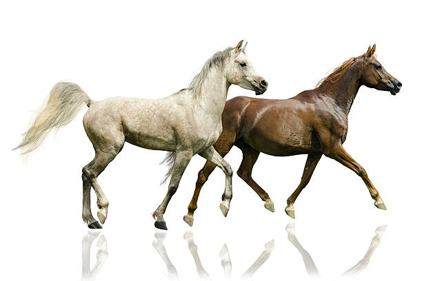 아라비아말 종마 및 마레-흰색 바탕에 그림자와 - asil arabian horse 뉴스 사진 이미지