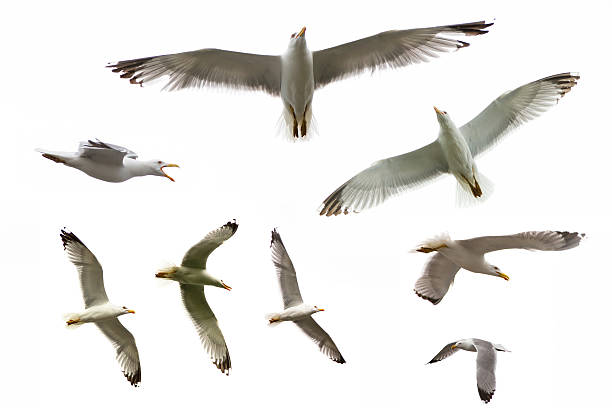 istock set of seagulls collection 457769541