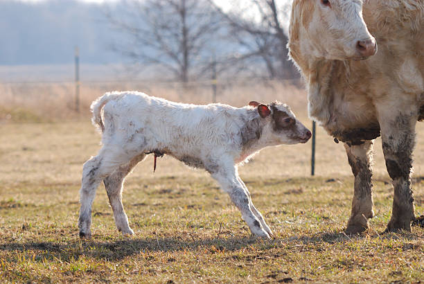 mother standing guard over newborn calf stock photo