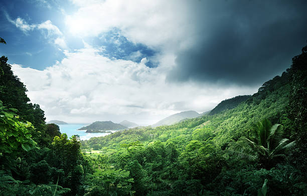 istock jungle of seychelles island 457774407