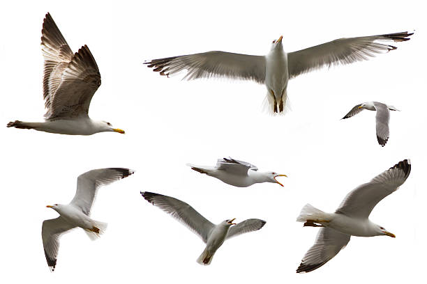 istock set of sea gulls on white 457775003