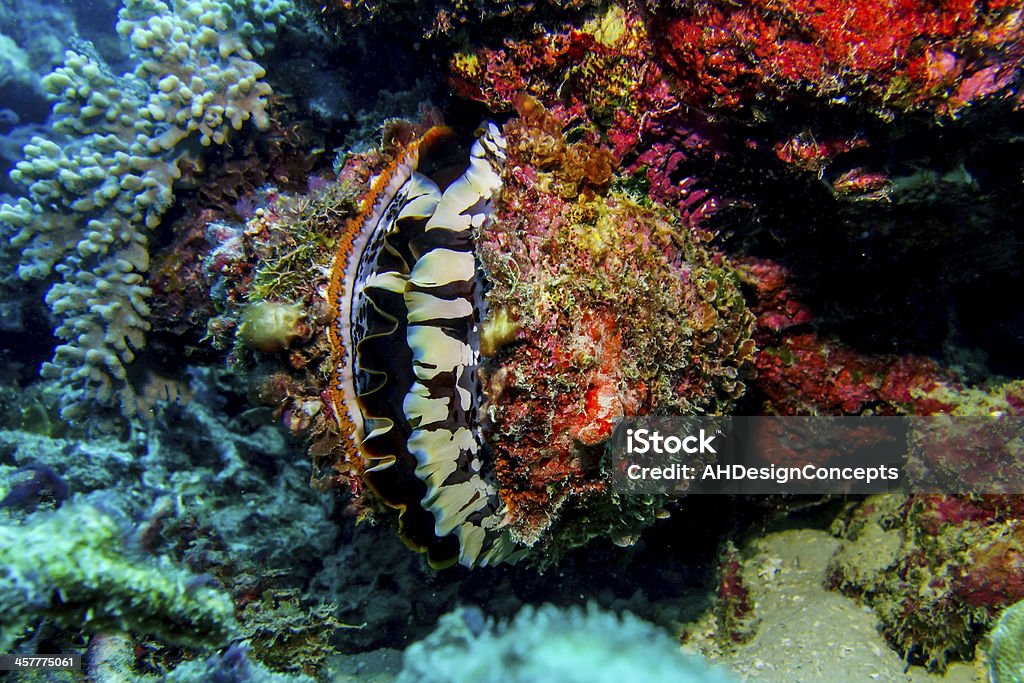 Molusco brilhante - Royalty-free Grande Barreira de Coral Foto de stock