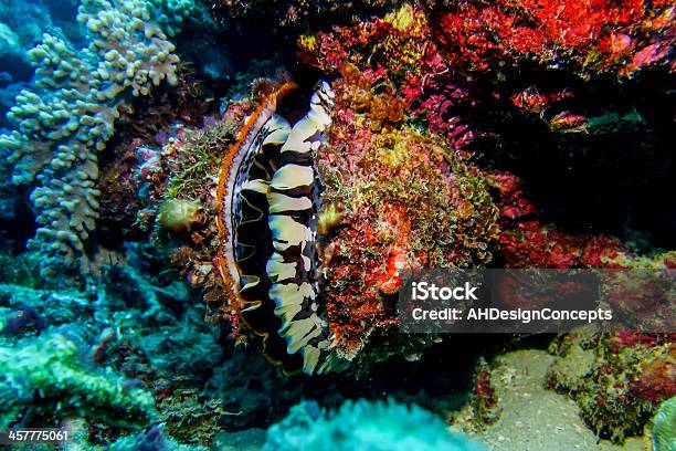 Molusco Brilhante - Fotografias de stock e mais imagens de Grande Barreira de Coral - Grande Barreira de Coral, Subaquático, Amêijoa - Animal