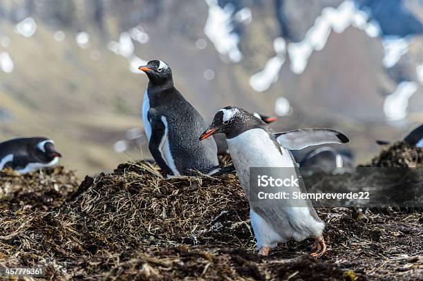 ジェンツーペンギン - イギリスのストックフォトや画像を多数ご用意 - イギリス, カッコいい, フォークランド諸島