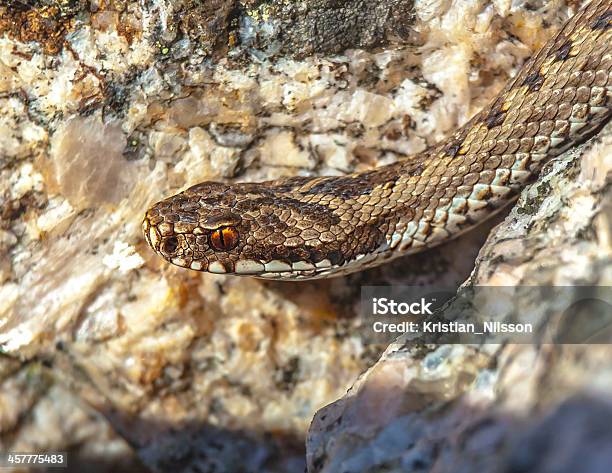 Hembra Europeo Común De Adder O Viper Foto de stock y más banco de imágenes de Aleta dorsal - Aleta dorsal, Animal hembra, Fotografía - Imágenes