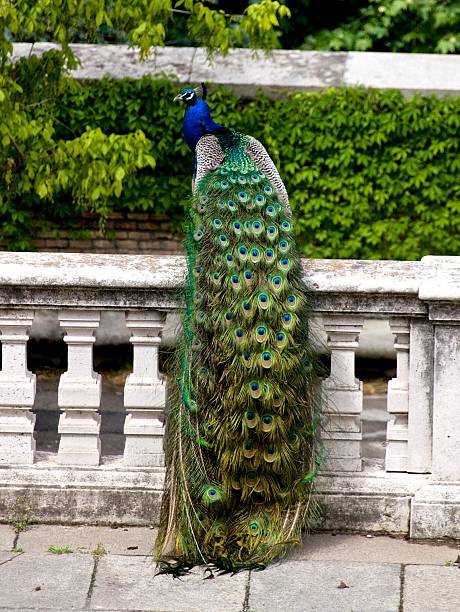 istock Peafowl resting on concrete fence 457775691