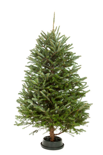 Small real undecorated bare Christmas tree isolated on a white background