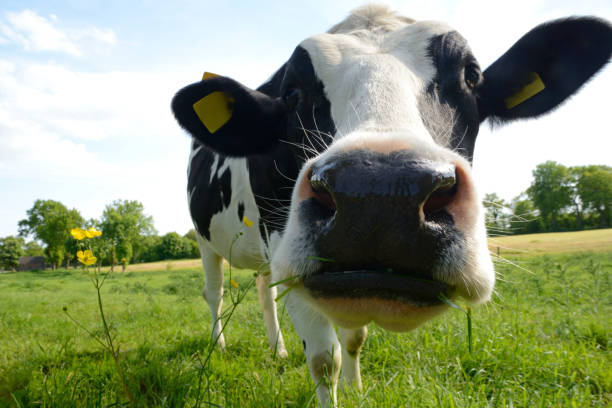 curioso vaca en un prado con buttercups bajo cielo azul - friesland fotografías e imágenes de stock