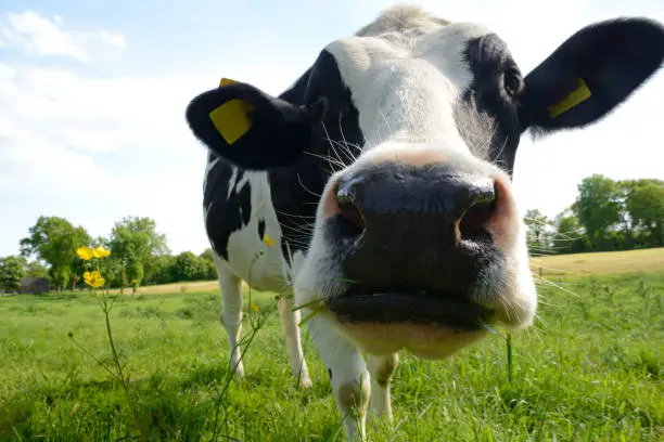 Close-up of a black and white curious cow. Dairy cattle on a meadow with buttercups under blue sky with some clouds. Sunlight and shadows on the green grass. Low angle view taken in Wiesedermeer, Ostfriesland, Lower Saxony, German North Sea Region, Germany, Europe