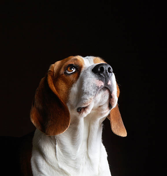 istock Portrait of young beagle dog 457777997