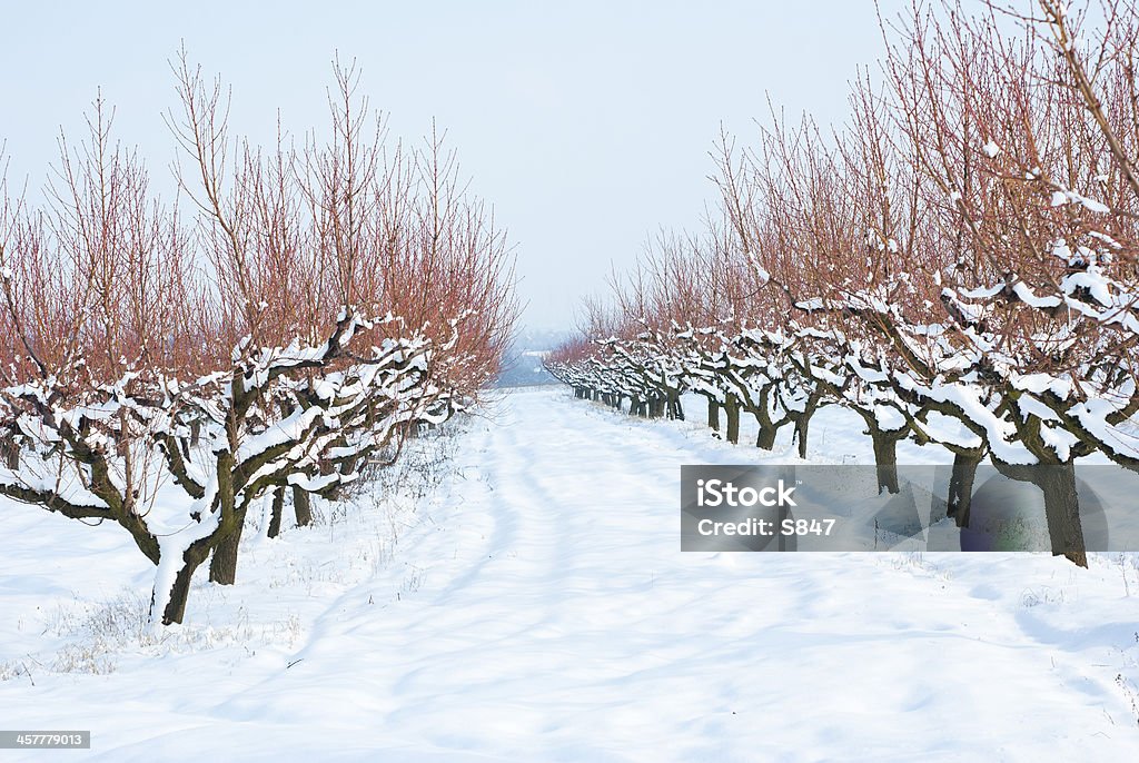 Orchard, invierno - Foto de stock de Campo - Tierra cultivada libre de derechos